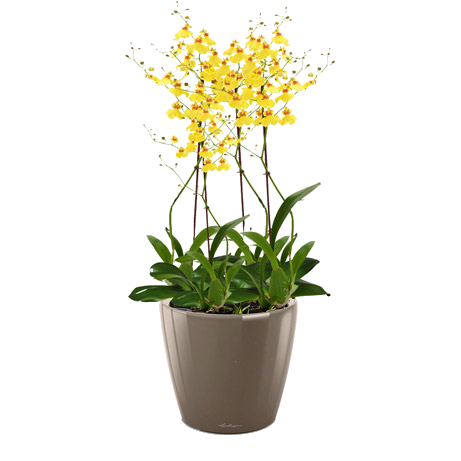 Орхидея Онцидиум + LECHUZA CLASSICO LS 21